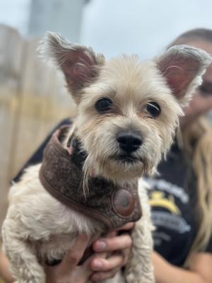 A small dog with light-colored fur and perked-up ears, wearing a brown harness, being held by a person.