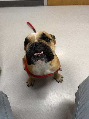 FIG, English Bulldog, young, available for adoption