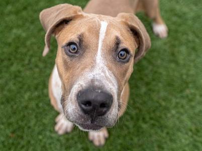 MATER, Great Dane, young, available for adoption