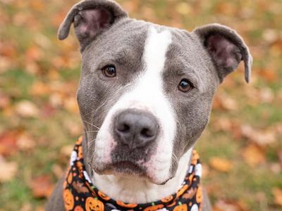 PERCY, Pit Bull Terrier, adult, available for adoption
