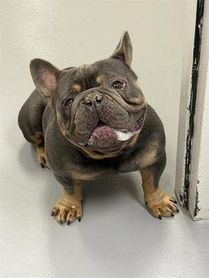BRUCE, French Bulldog, adult, available for adoption