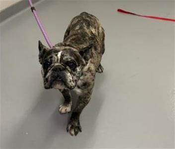 A brindle-colored dog with a wrinkled face and floppy ears, wearing a purple leash, standing on a gray surface.