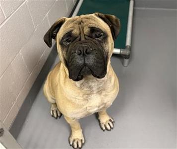 VINNY, Bullmastiff, adult, available for adoption