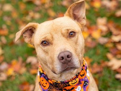 BLIZZARD, Pit Bull Terrier, adult, available for adoption
