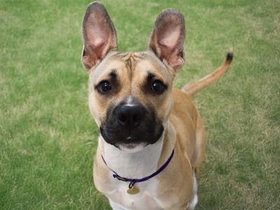 CHARLIE, Boxer, young, available for adoption