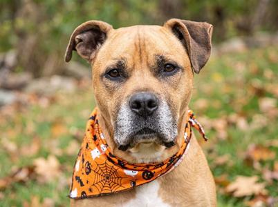 CARMELO, Boxer, senior, available for adoption