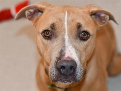 A close-up of a brown dog with a white stripe on its face, looking directly at the camera.