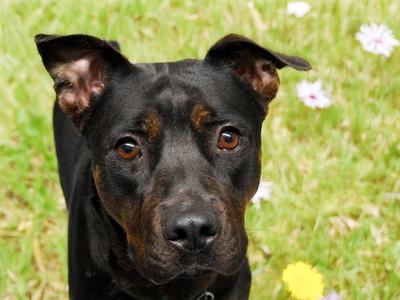 POPPY, Pit Bull Terrier, adult, available for adoption