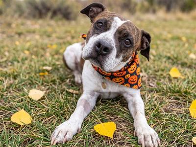 LEIZO, Pit Bull Terrier, senior, available for adoption