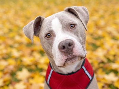 CUPID, Pit Bull Terrier, adult, available for adoption