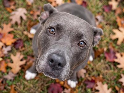 CALLEA, Pit Bull Terrier, adult, available for adoption