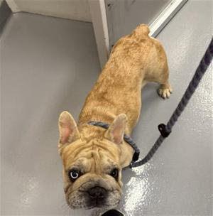 A light brown French Bulldog standing on a gray floor, looking up at the camera with its ears perked up. The dog is wearing a black collar and is attached to a leash.