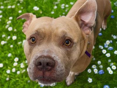 GEODE, Pit Bull Terrier, young, available for adoption
