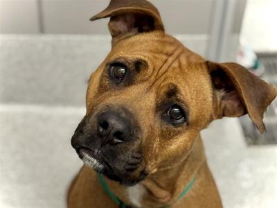 GRACIE, Pit Bull Terrier, adult, available for adoption
