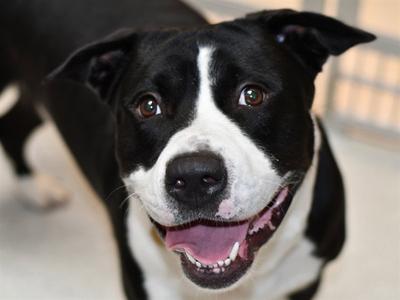 HOLSTEIN, Pit Bull Terrier, young, available for adoption
