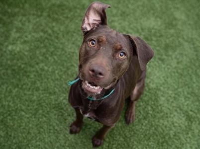 A brown dog with a blue collar looking up at the camera on a green artificial turf background.