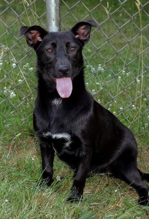 Iris, Corgi / Chiweenie, puppy, available for adoption