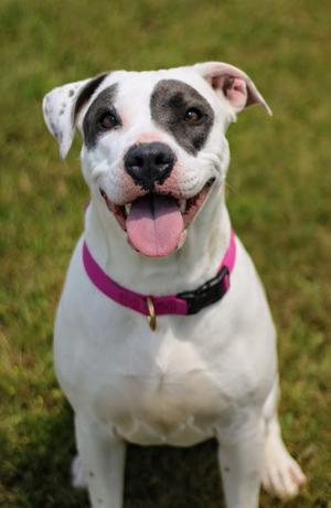 Juno, Pit Bull Terrier / American Staffordshire Terrier, young, available for adoption