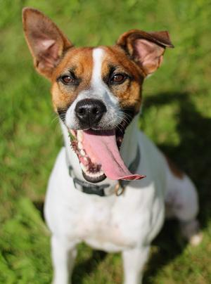 Kip, Jack Russell Terrier, adult, available for adoption