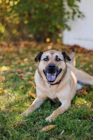 Ursla, Shar-Pei / Shepherd, adult, available for adoption