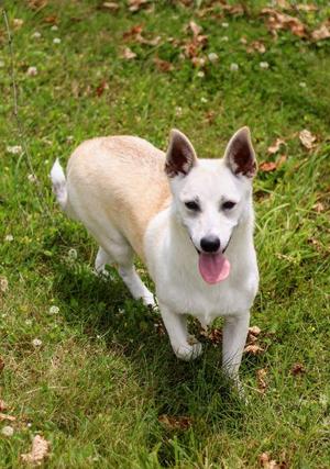 Flora, Corgi / Chiweenie, puppy, available for adoption