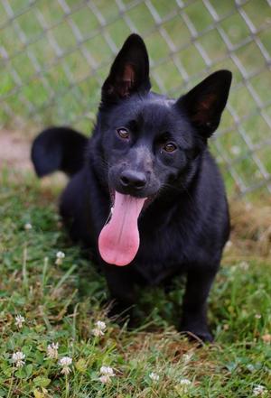 Eden, Corgi / Chiweenie, puppy, available for adoption