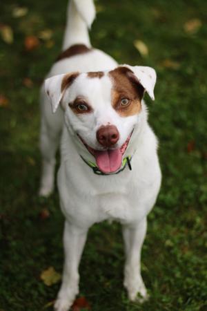 Sid, Cattle Dog / Terrier, adult, available for adoption