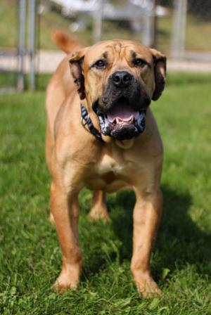 Bubba, Mastiff, adult, available for adoption