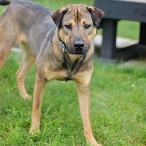 A brown and black dog standing on grass, looking directly at the camera.
