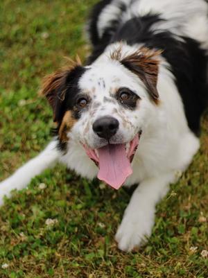 Baker, Australian Cattle Dog / Blue Heeler, puppy, available for adoption