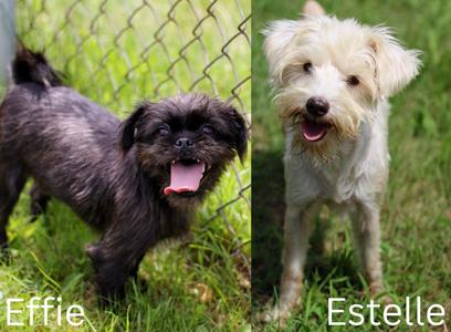 Effie and Estelle, Shih Tzu / Maltipoo, adult, available for adoption