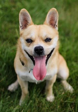 Prince, French Bulldog / Pomsky, young, available for adoption