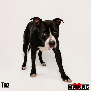 A black and white dog standing on a white background