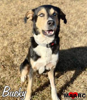 Bucky, Shepherd / Labrador Retriever, adult, available for adoption