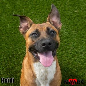 Heidi, Black Mouth Cur / Terrier, young, available for adoption