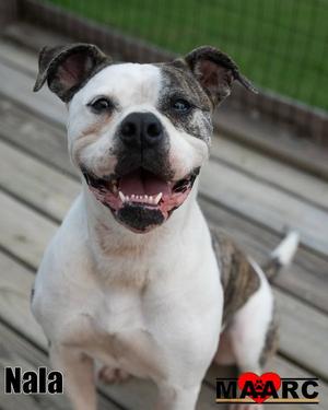 A happy white and brown dog with floppy ears sitting on a wooden deck.