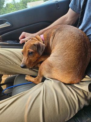 Yuki, Hound, young, available for adoption