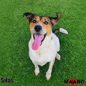 Silas, Hound / Australian Cattle Dog/Blue Heeler, young, available for adoption
