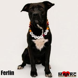 A black dog with a white patch on its chest, wearing a beaded necklace with the word "ADOPT ME" written on it. The dog is sitting and looking directly at the camera. The name "Ferlin" is written in the bottom left corner, and the logo "MARCA" is in the bottom right corner.