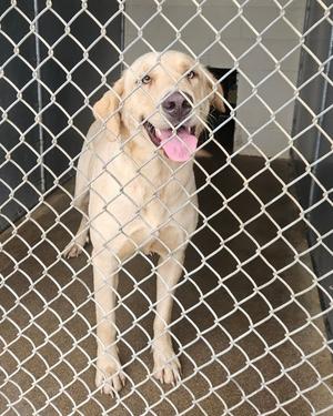 Debbie, Labrador Retriever / Anatolian Shepherd, young, available for adoption