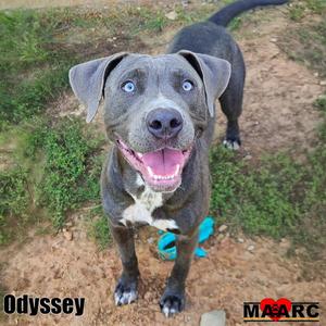 A happy blue-eyed dog named Odyssey with a gray coat and white chest, standing outdoors on a dirt path with green grass in the background.