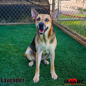 Lavender, German Shepherd Dog, adult, available for adoption