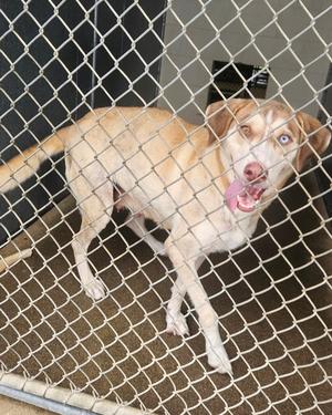 Carrie, Labrador Retriever / Husky, young, available for adoption