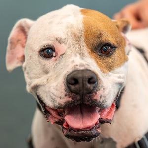 Tug, Boxer, adult, available for adoption