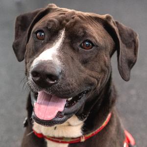 Rigs, Mixed Breed (Large), young, available for adoption