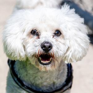 Duke *Avail By Appt*, Maltese, adult, available for adoption
