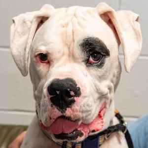 Roscoe, Boxer, young, available for adoption