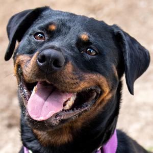 Mocha *Avail by Appt*, Rottweiler, young, available for adoption