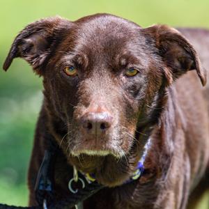Naja *Avail by Appt*, Catahoula Leopard Dog, senior, available for adoption