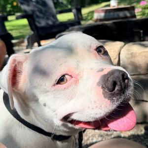 Odette *Avail by Appt*, Mixed Breed (Medium), adult, available for adoption